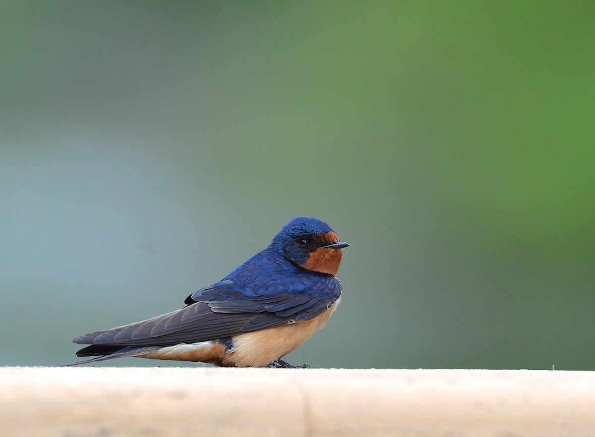 Barn Swallow - Andrew Mack