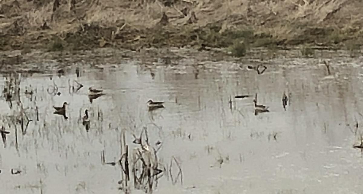 Wilson's Phalarope - ML157242711