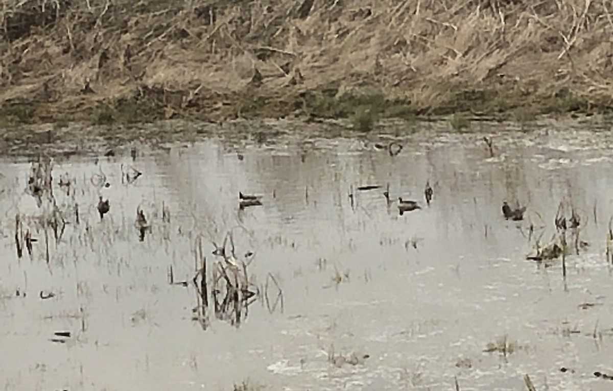 Wilson's Phalarope - ML157242721