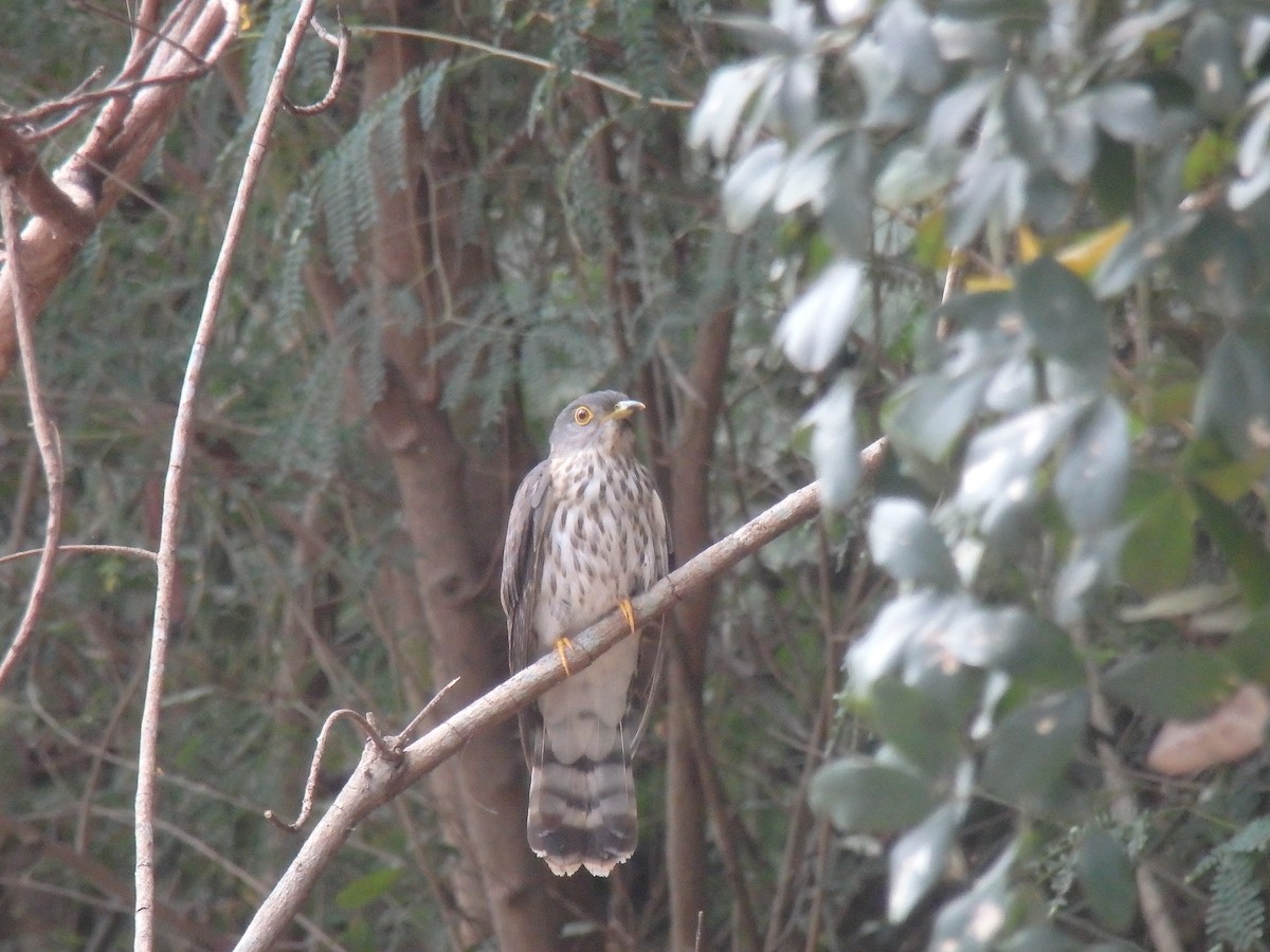 Hodgson's Hawk-Cuckoo - ML157245251