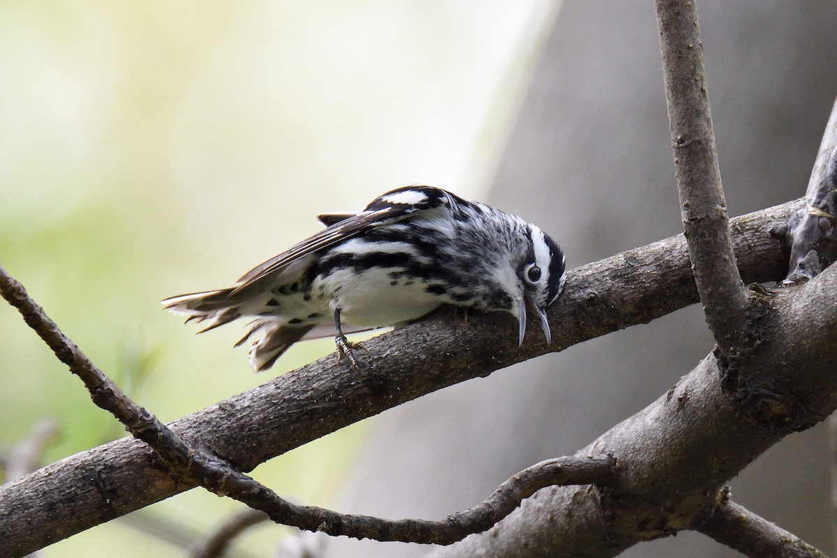 Black-and-white Warbler - terence zahner