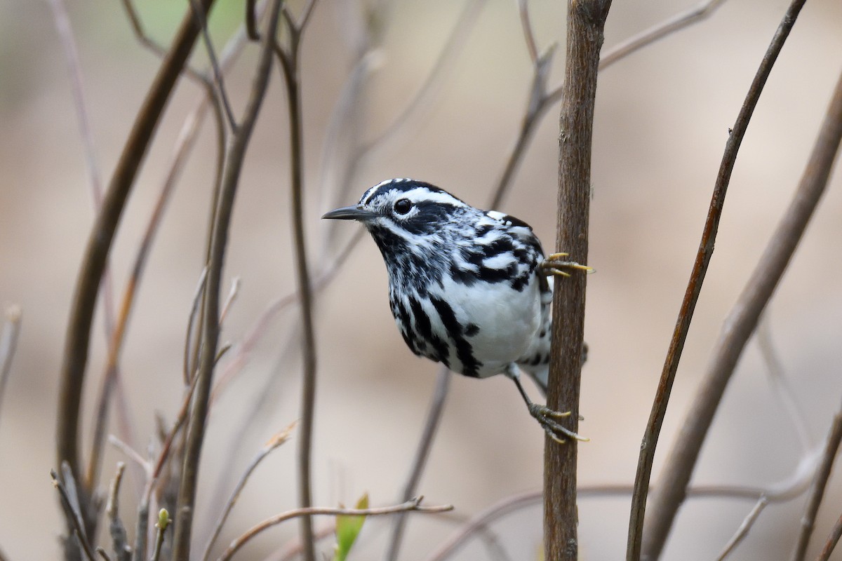 Black-and-white Warbler - terence zahner