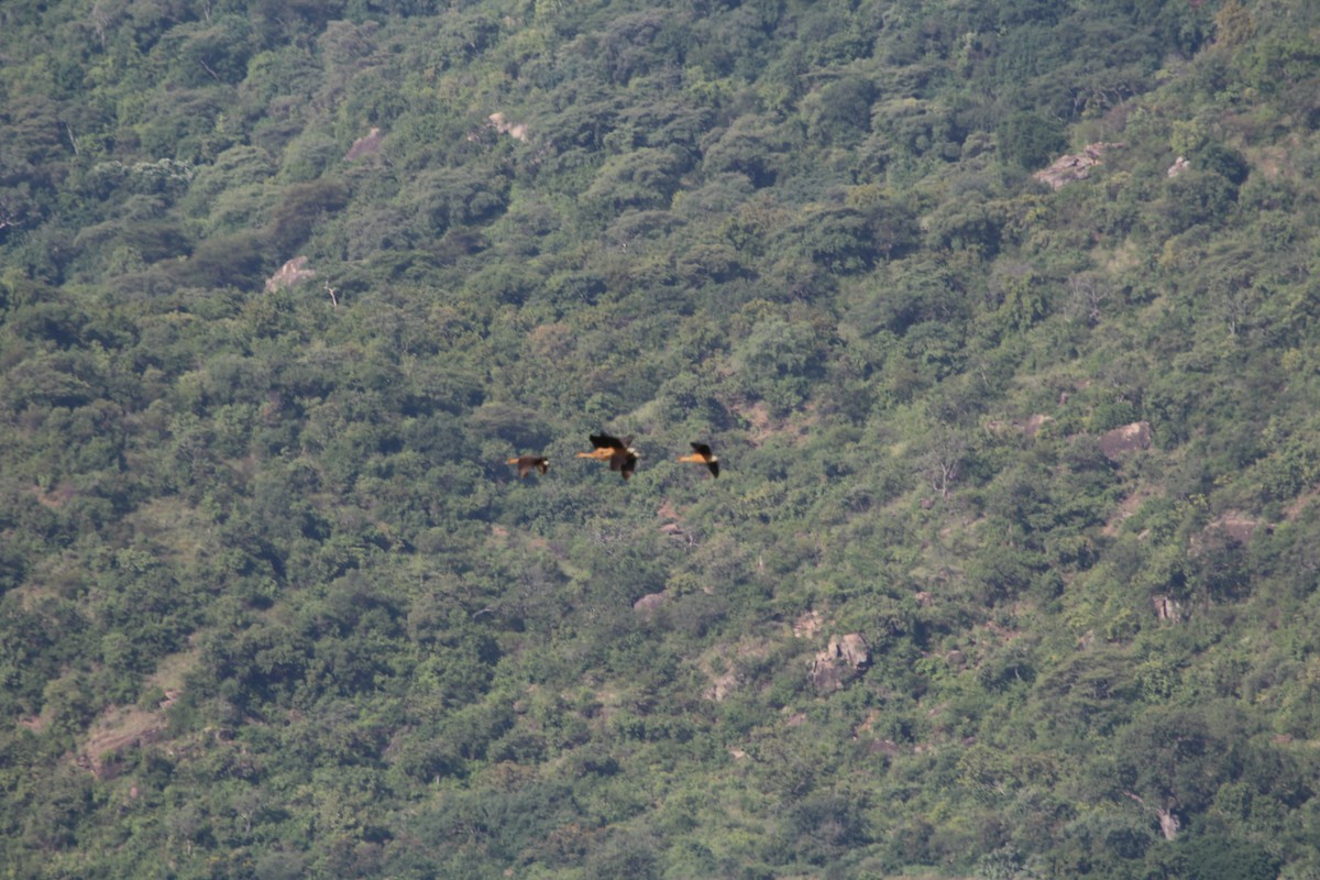 Fulvous Whistling-Duck - ML157246301