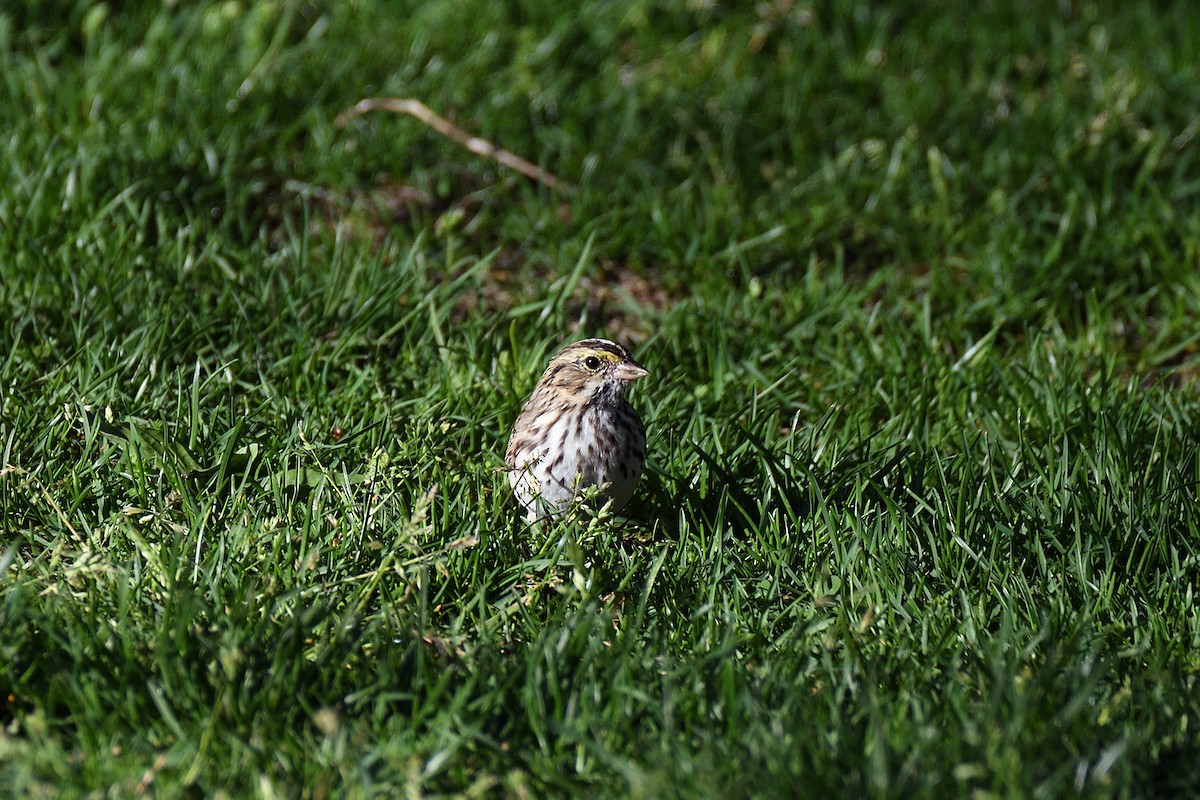 Savannah Sparrow - ML157246681