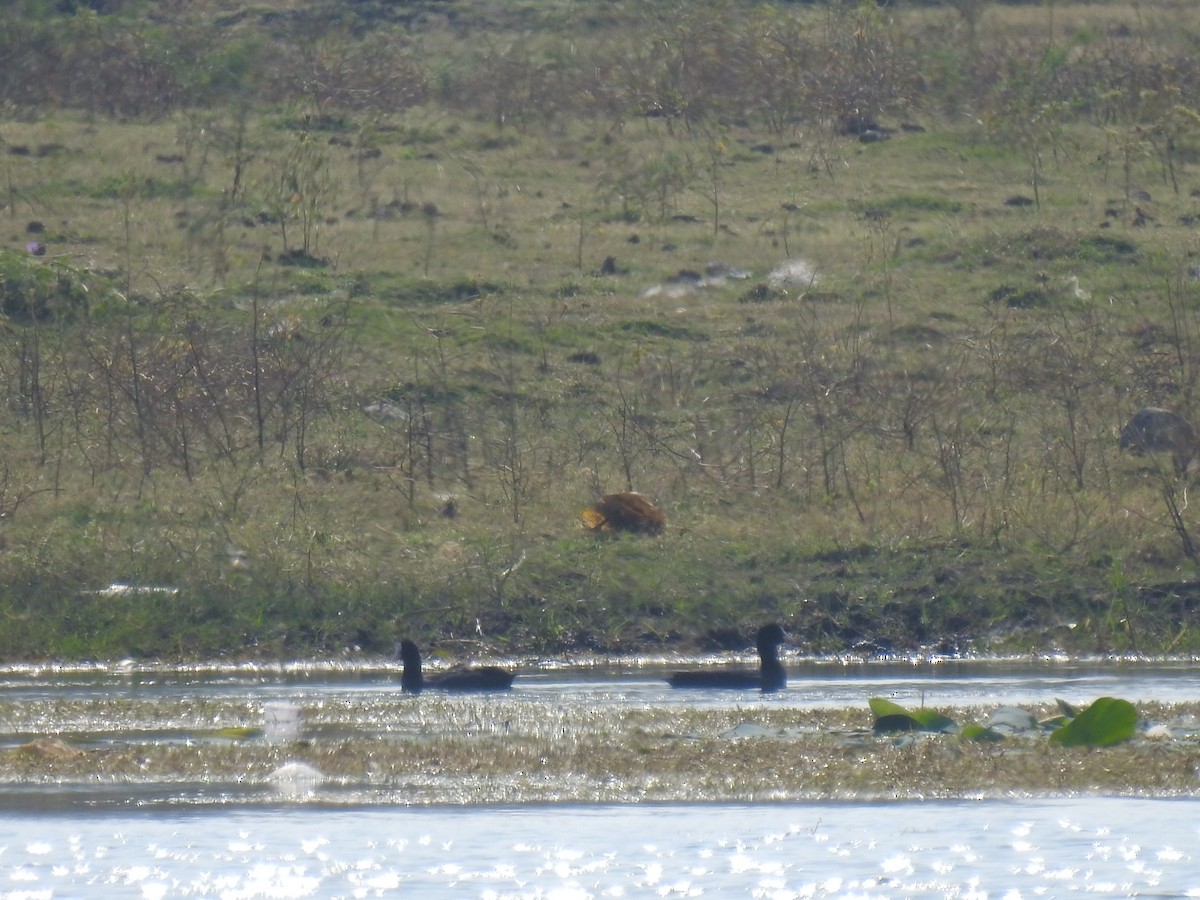 Eurasian Coot - ML157249001