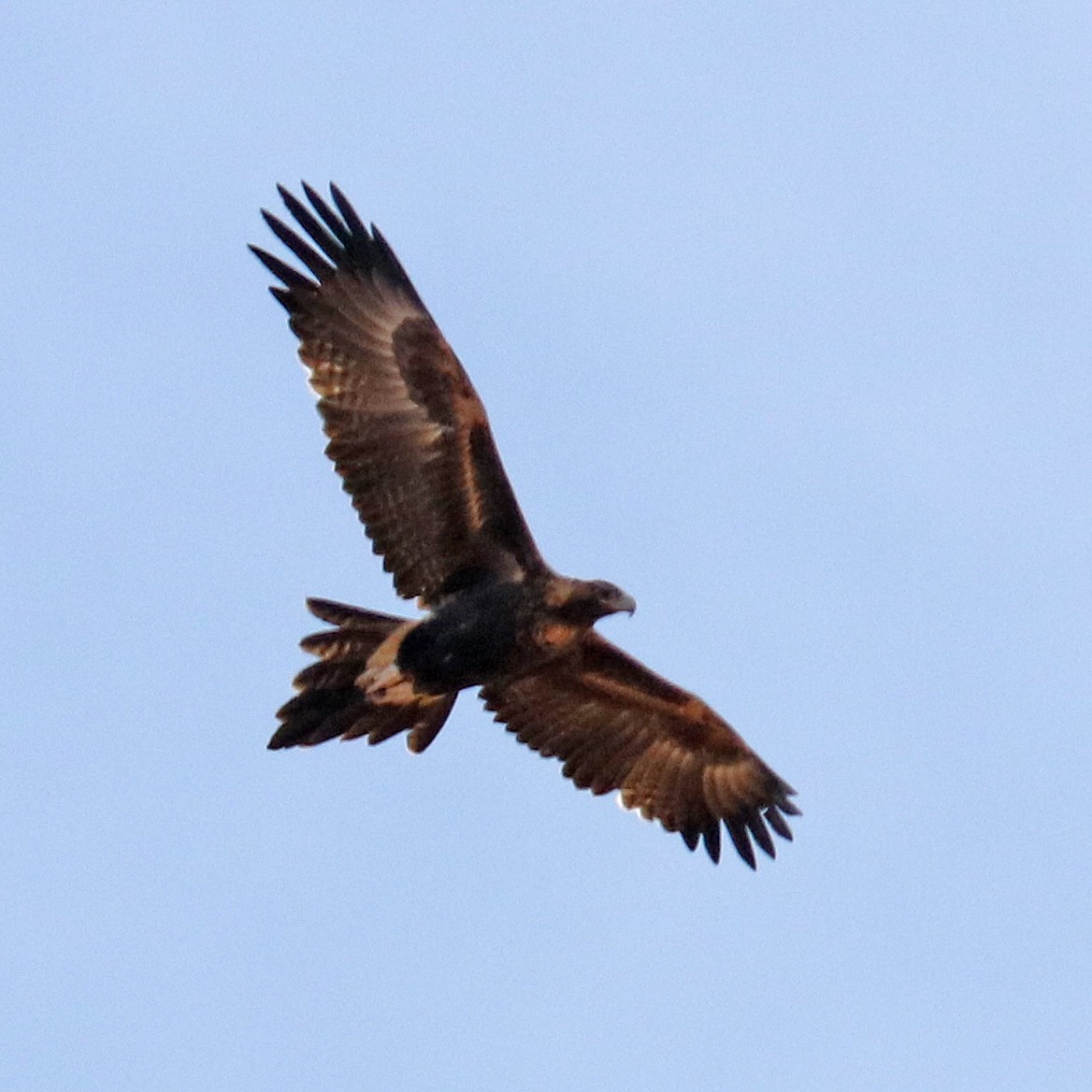 Wedge-tailed Eagle - Roger Giller