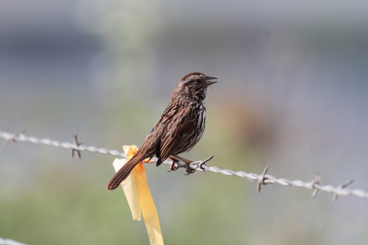 Song Sparrow - ML157249591