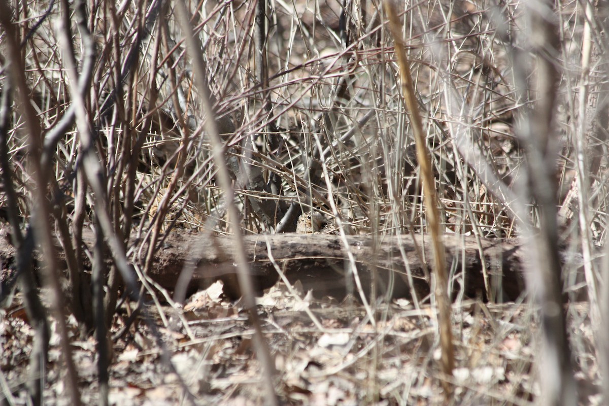 American Woodcock - ML157250041