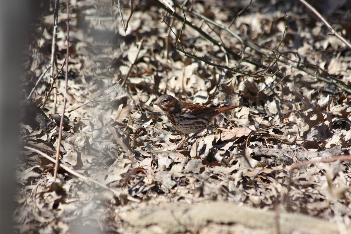 Fox Sparrow - ML157250061