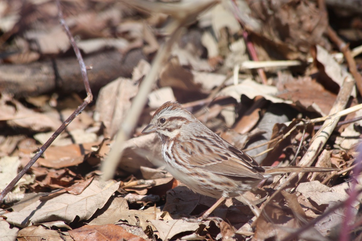 Song Sparrow - ML157250091