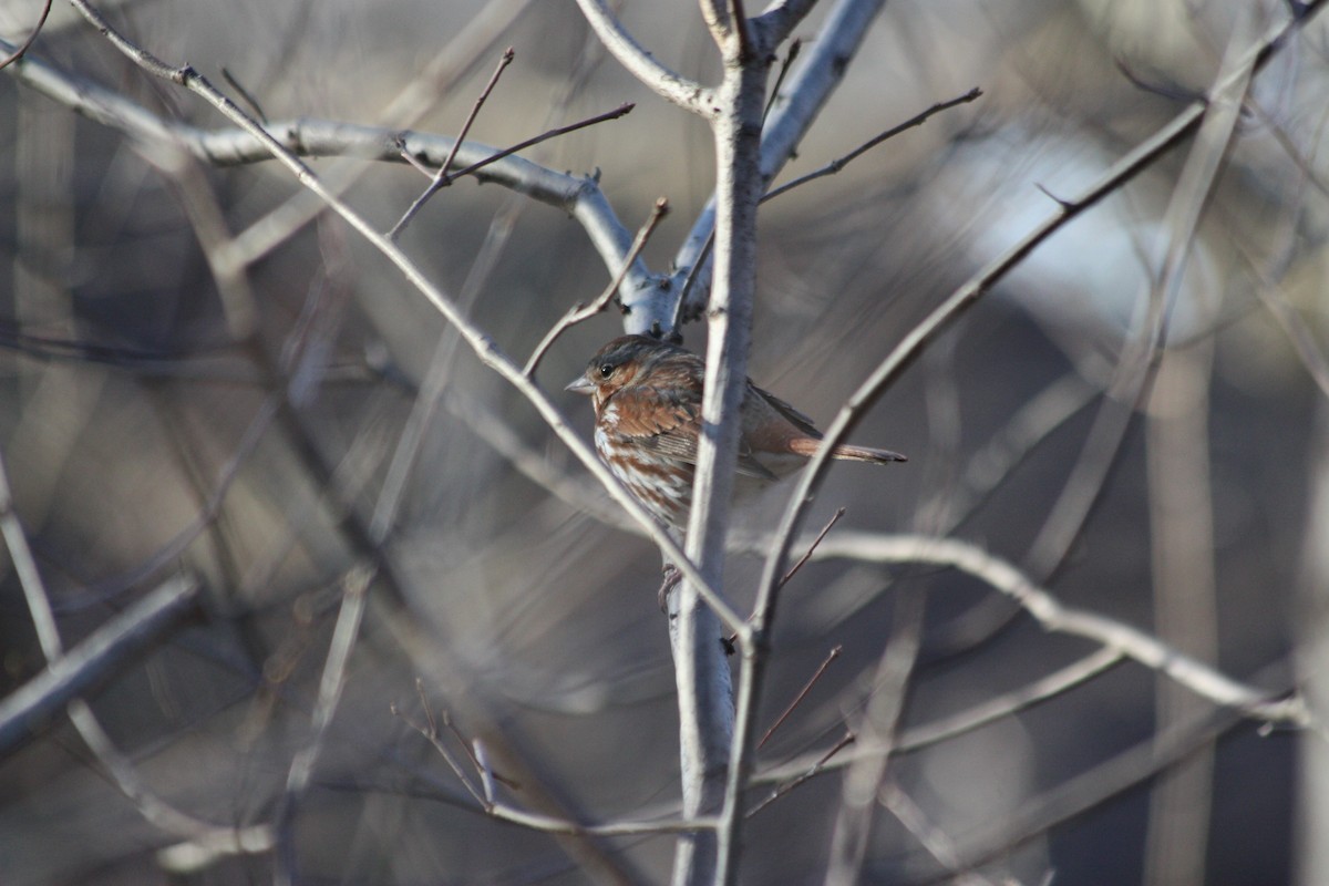 Fox Sparrow - ML157250251