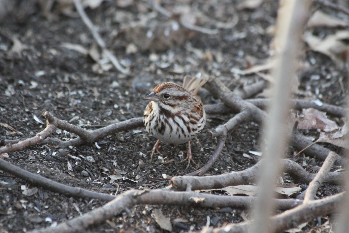 Song Sparrow - ML157250281