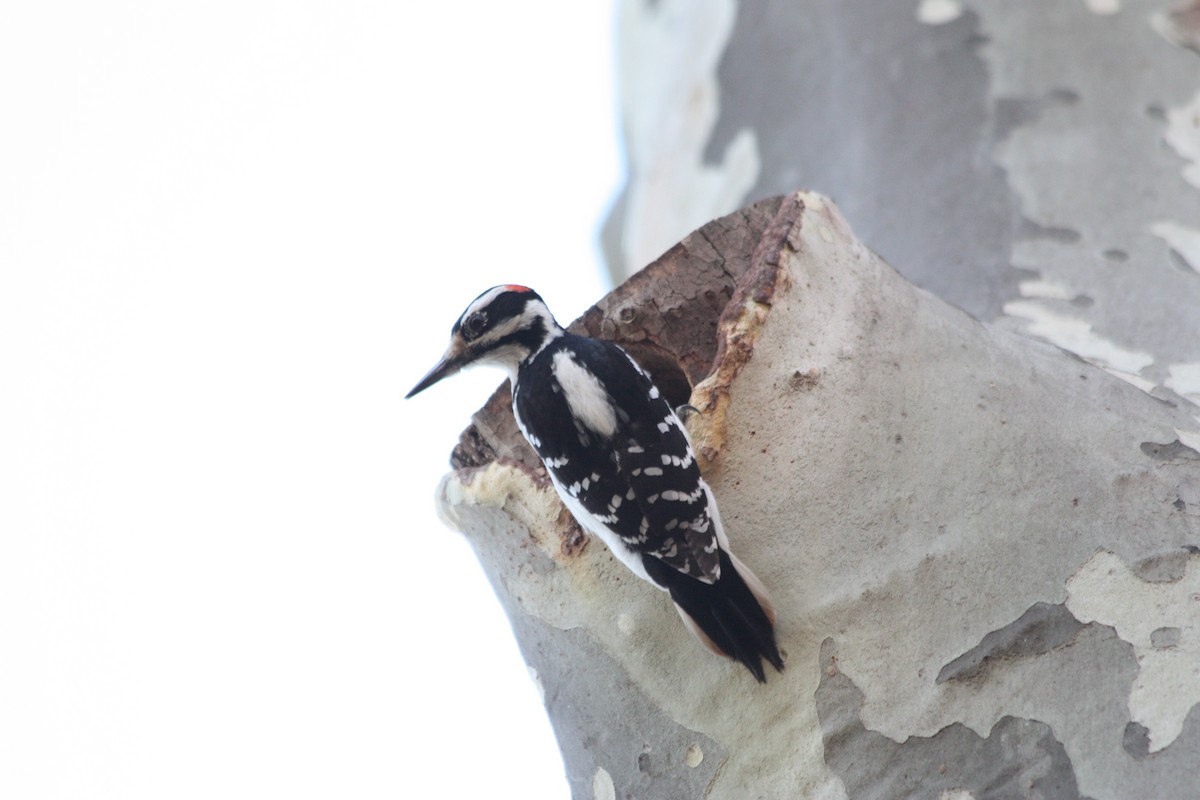 Hairy Woodpecker - ML157250331