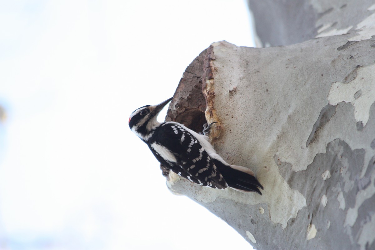 Hairy Woodpecker - ML157250341