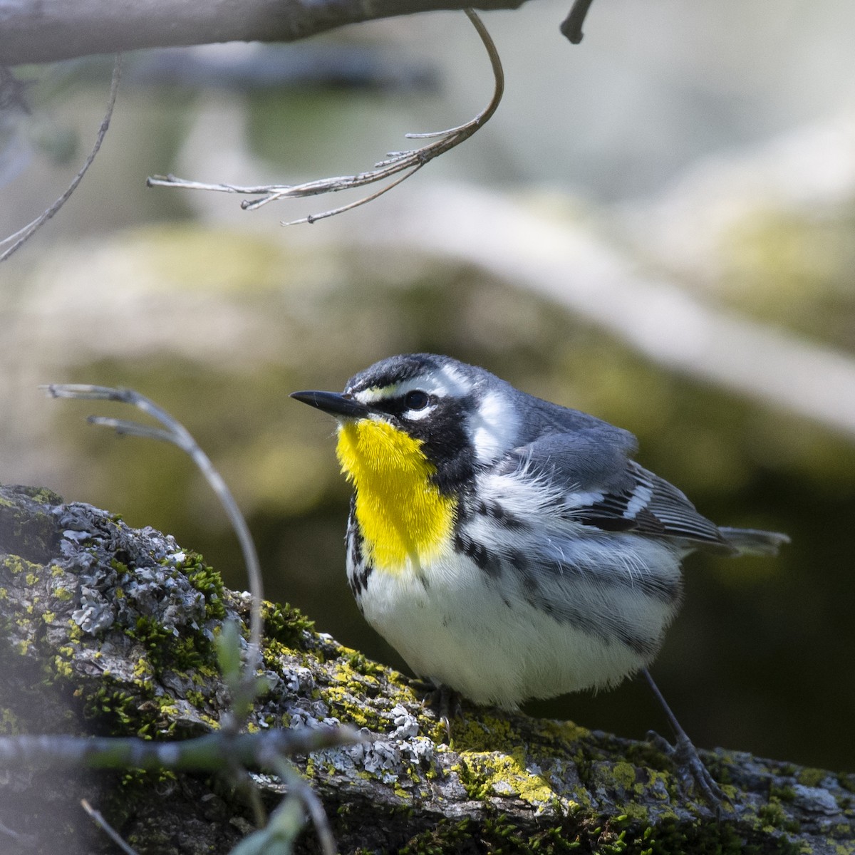 lesňáček zlatohrdlý - ML157251521