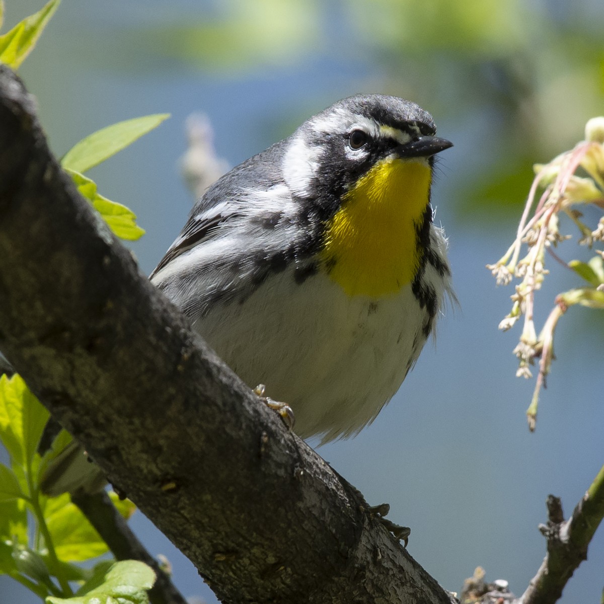 lesňáček zlatohrdlý - ML157251541