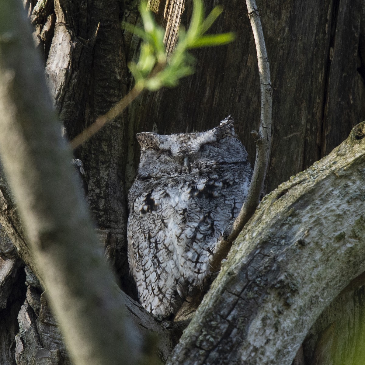 výreček americký - ML157251601