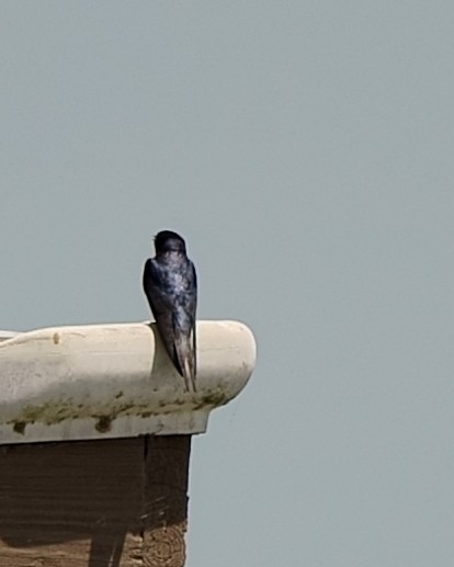 Purple Martin - ML157252001