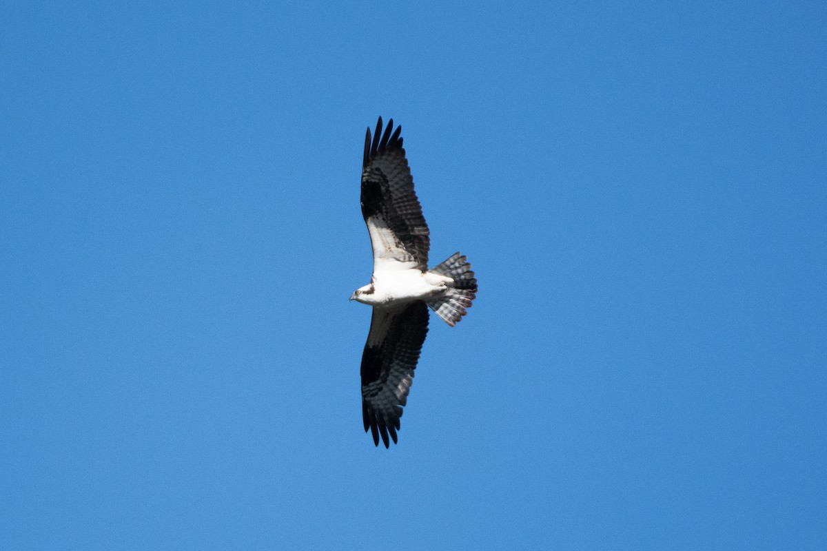 Osprey - Richard Littauer