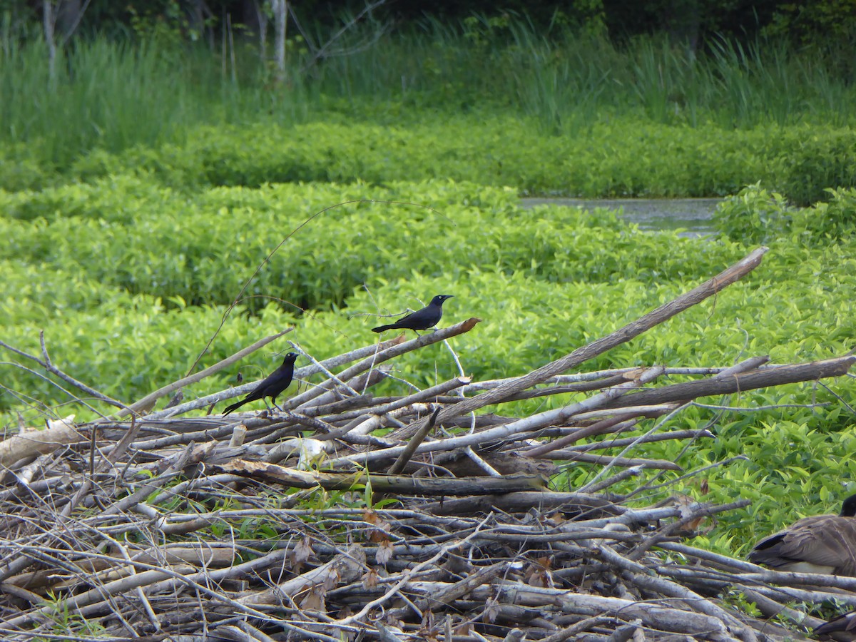 Common Grackle - ML157254271