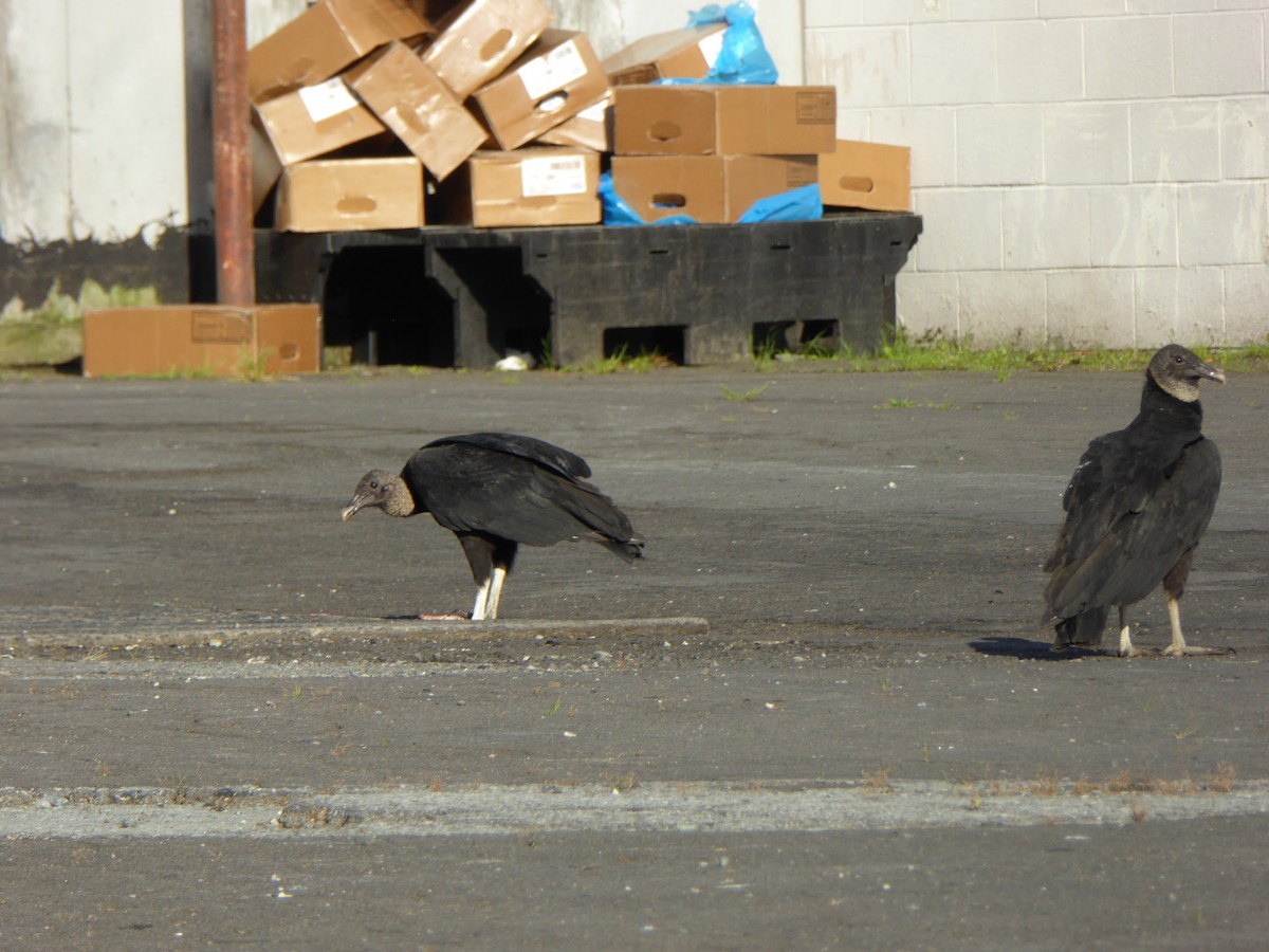 Black Vulture - ML157254531