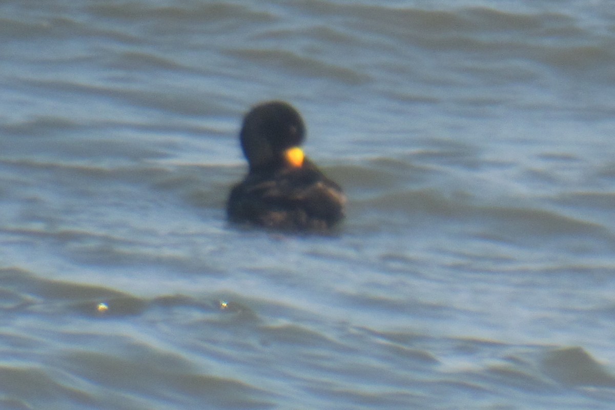 Black Scoter - ML157255651