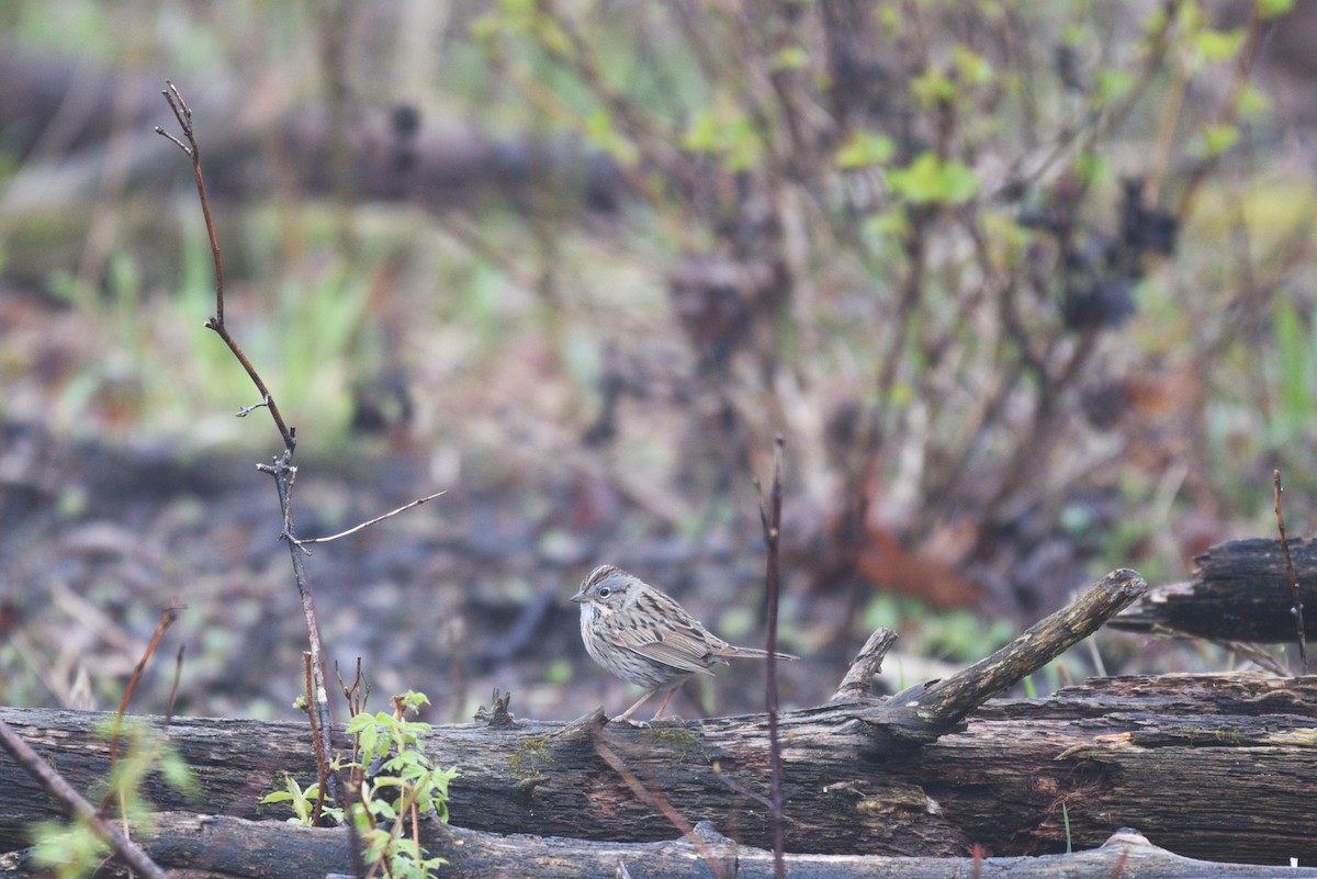 Lincoln's Sparrow - ML157257071