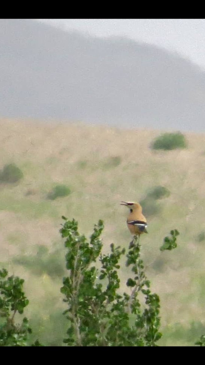 Arrandejo Terrestre Iraní - ML157258281