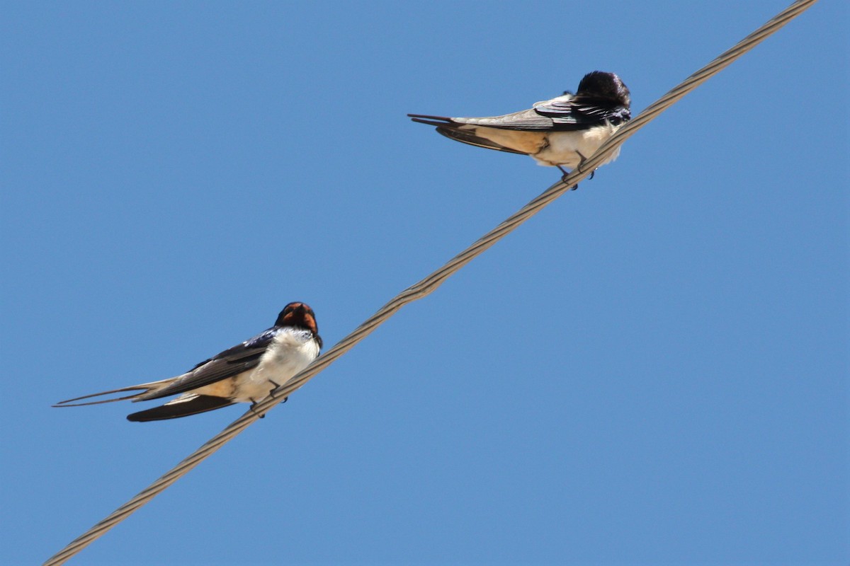 Barn Swallow - Neil and Lucy Rogers