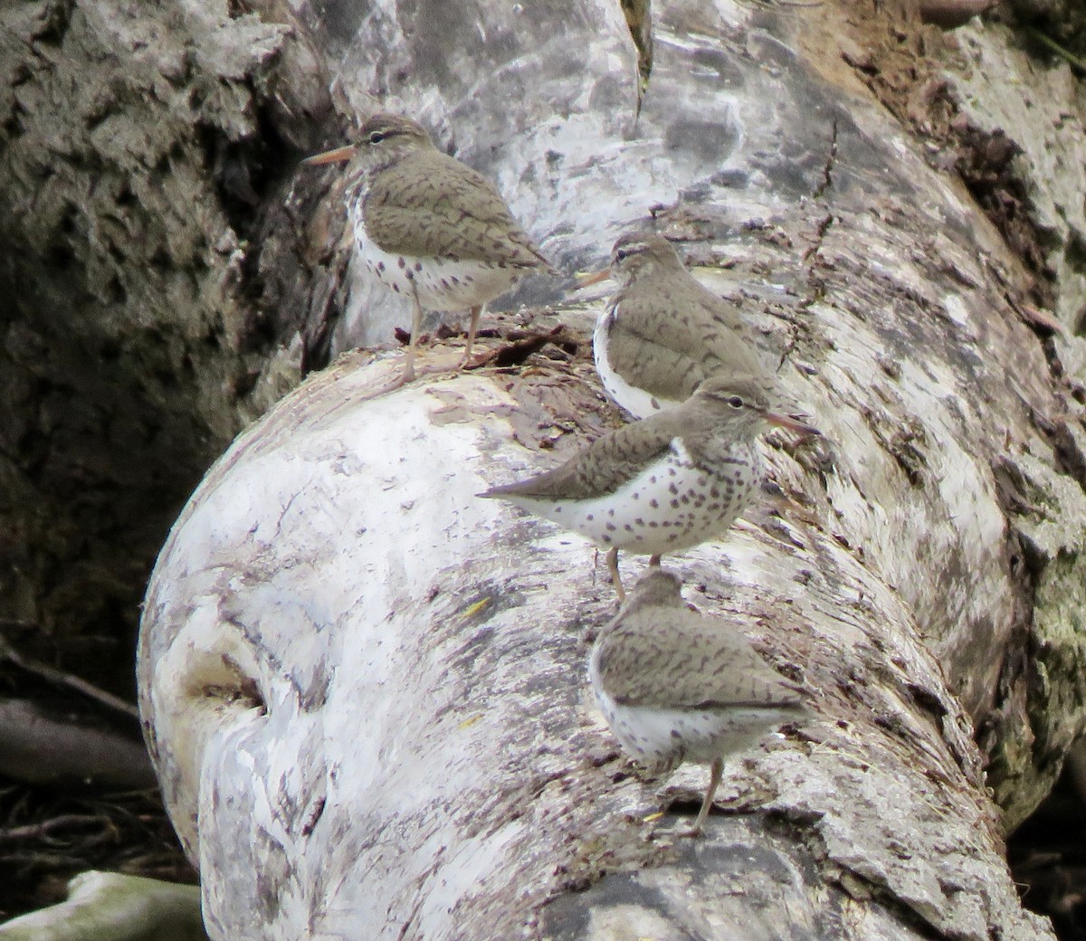 Spotted Sandpiper - ML157262611