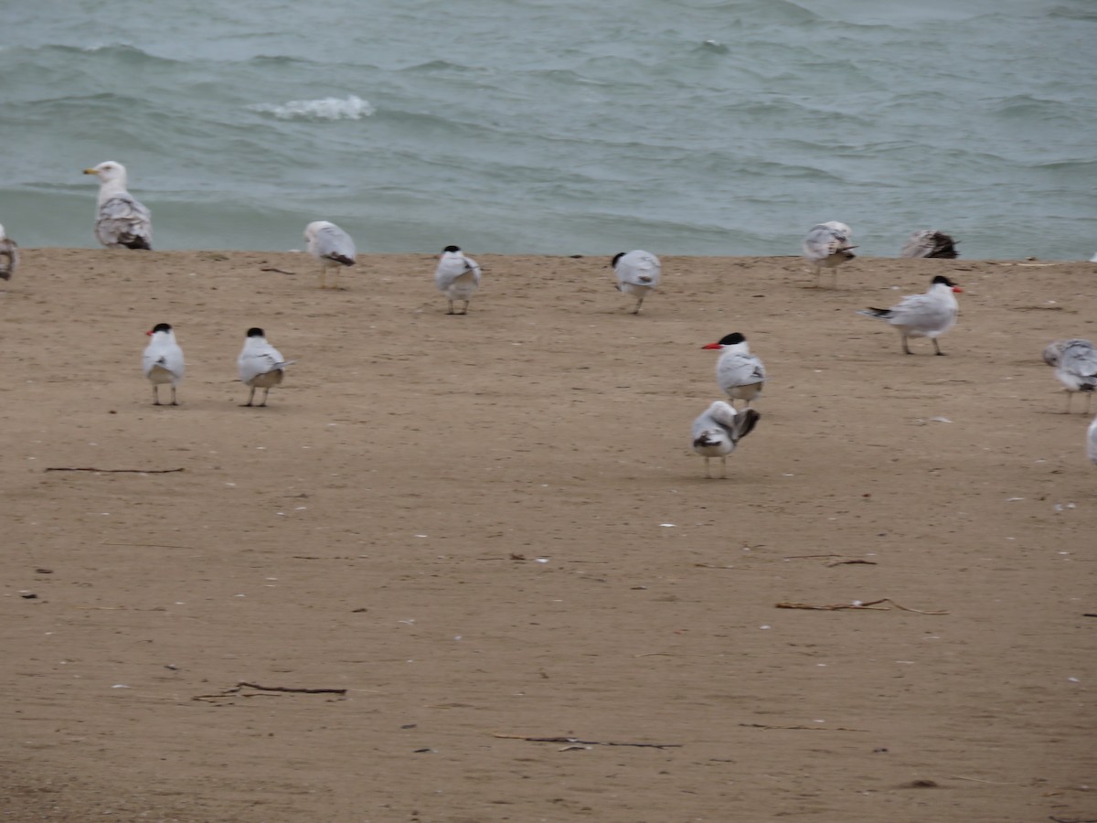 Caspian Tern - ML157262821