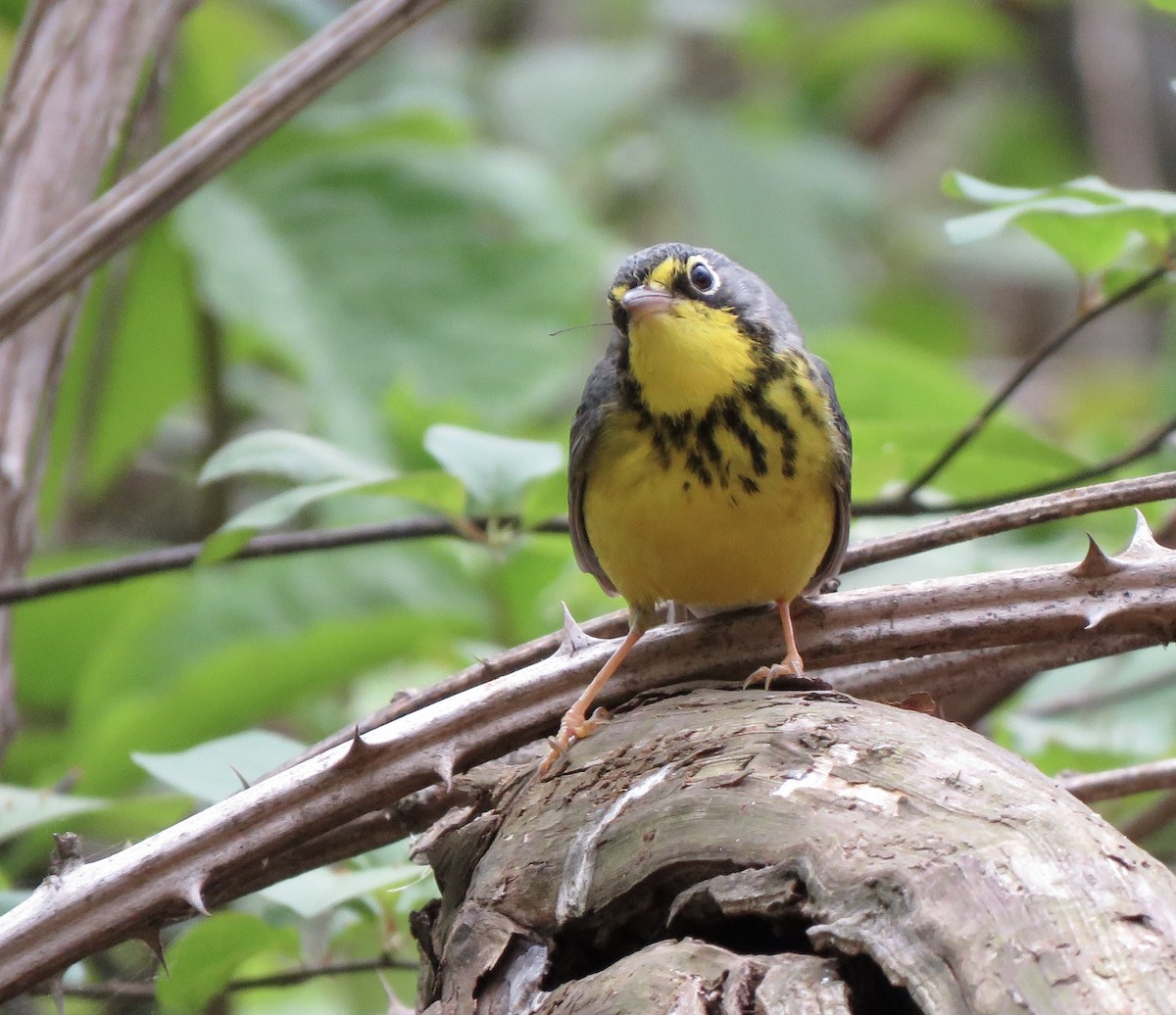 Paruline du Canada - ML157263291