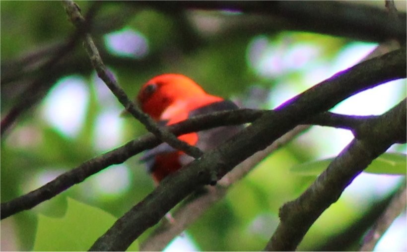 Scarlet Tanager - ML157264941
