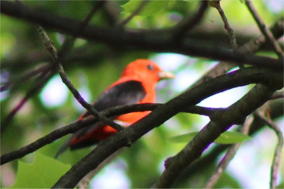 Scarlet Tanager - ML157264951