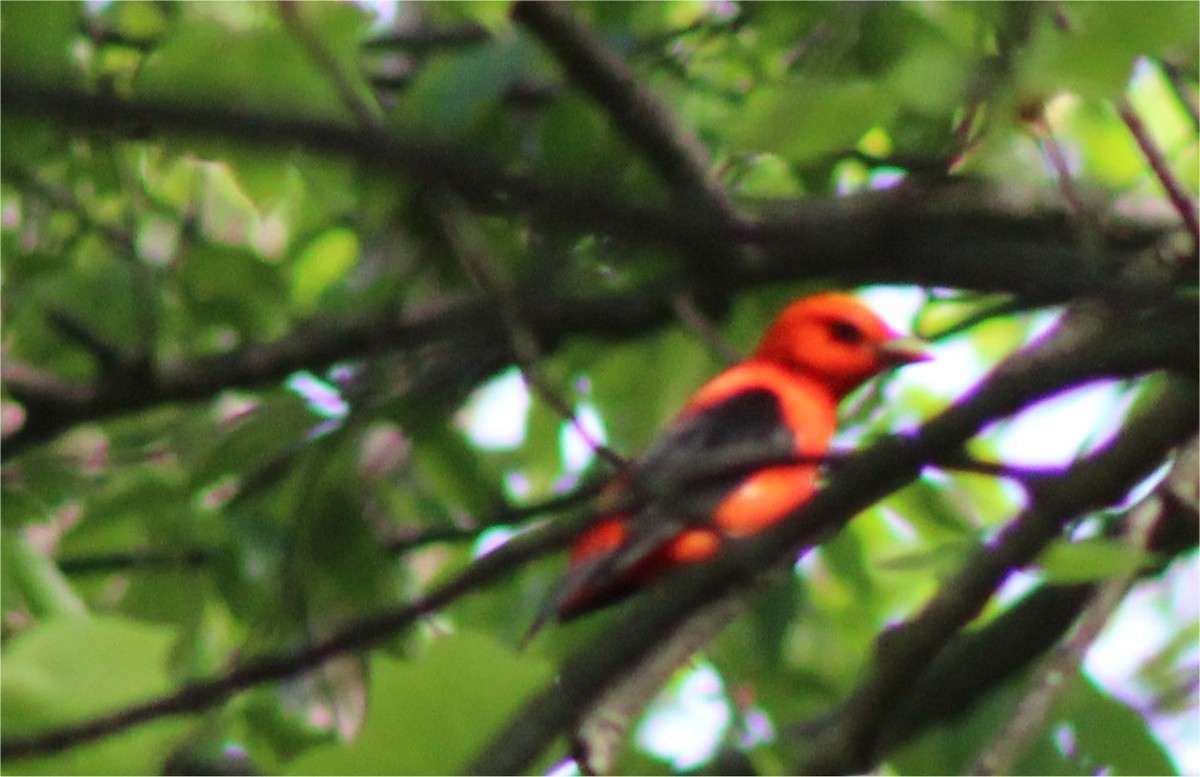 Scarlet Tanager - ML157264961