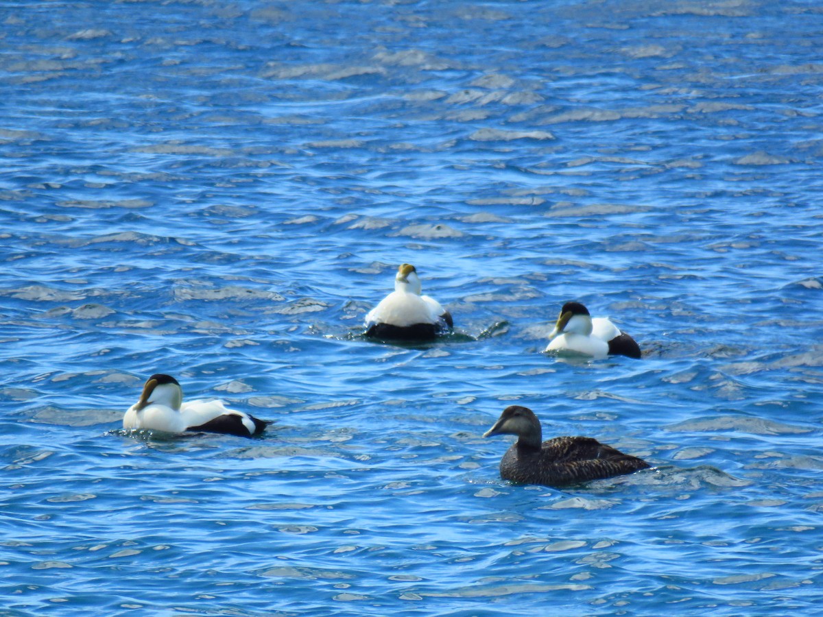 Eider arrunta - ML157265551