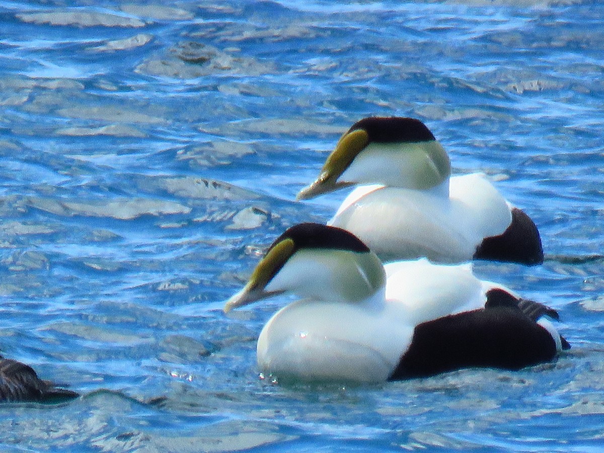 Eider arrunta - ML157265581