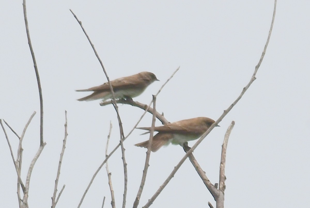 Northern Rough-winged Swallow - ML157265901