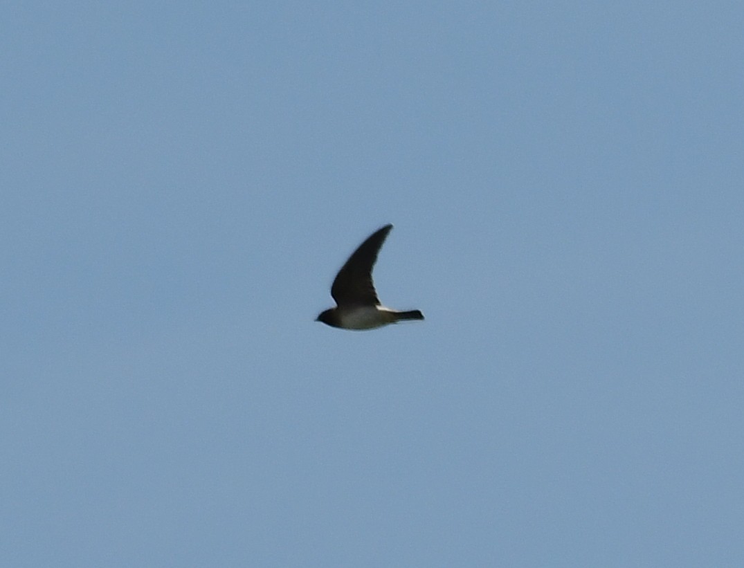 Northern Rough-winged Swallow - ML157265921