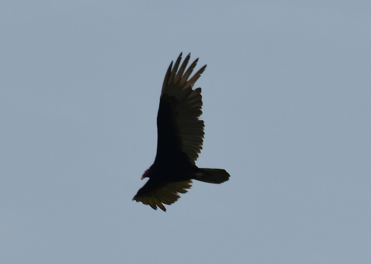 Turkey Vulture - ML157266821