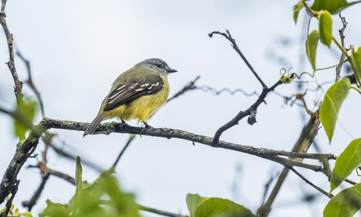 Yellow-crowned Tyrannulet - ML157266871