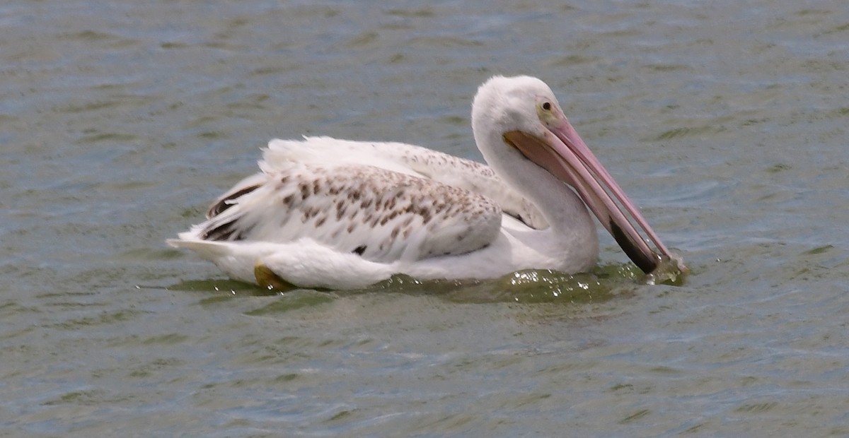 American White Pelican - ML157267071