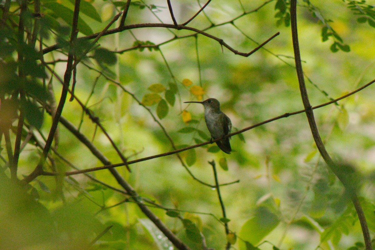Green-and-white Hummingbird - ML157268031