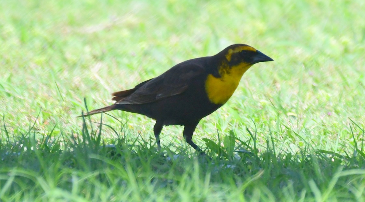 Yellow-headed Blackbird - ML157268901