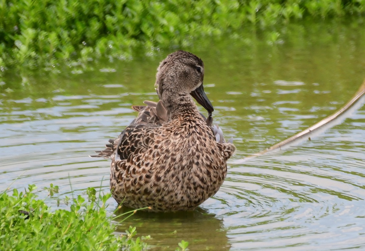 Blue-winged Teal - ML157269771