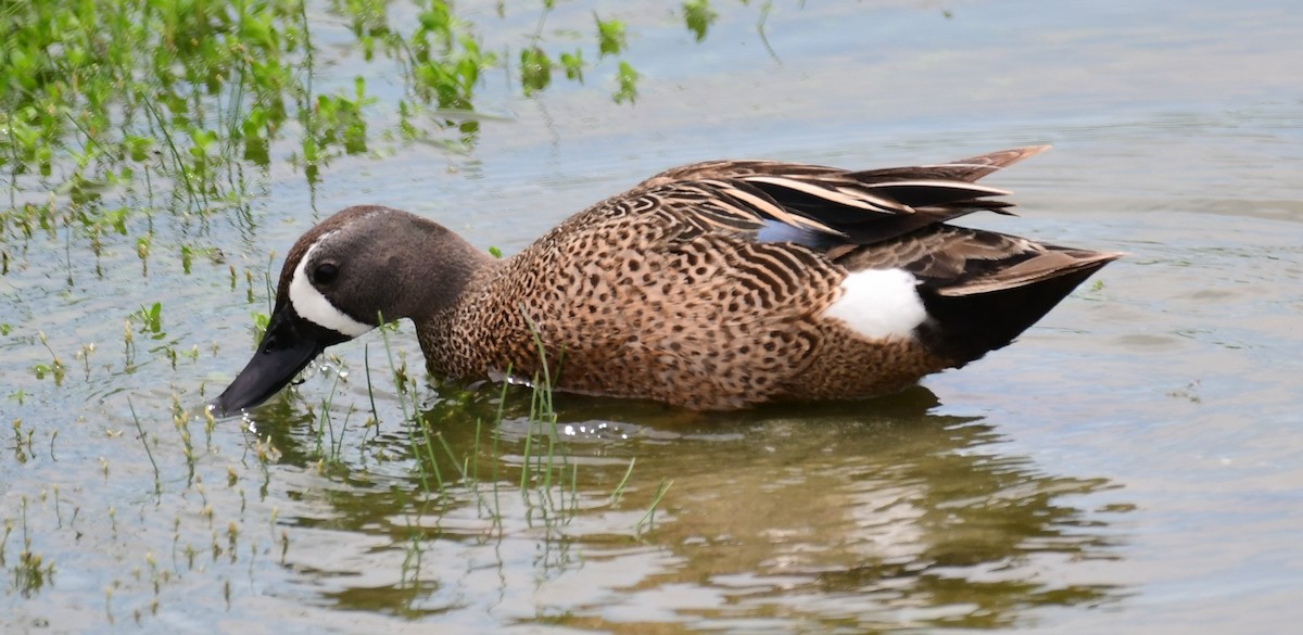 Blue-winged Teal - ML157269791