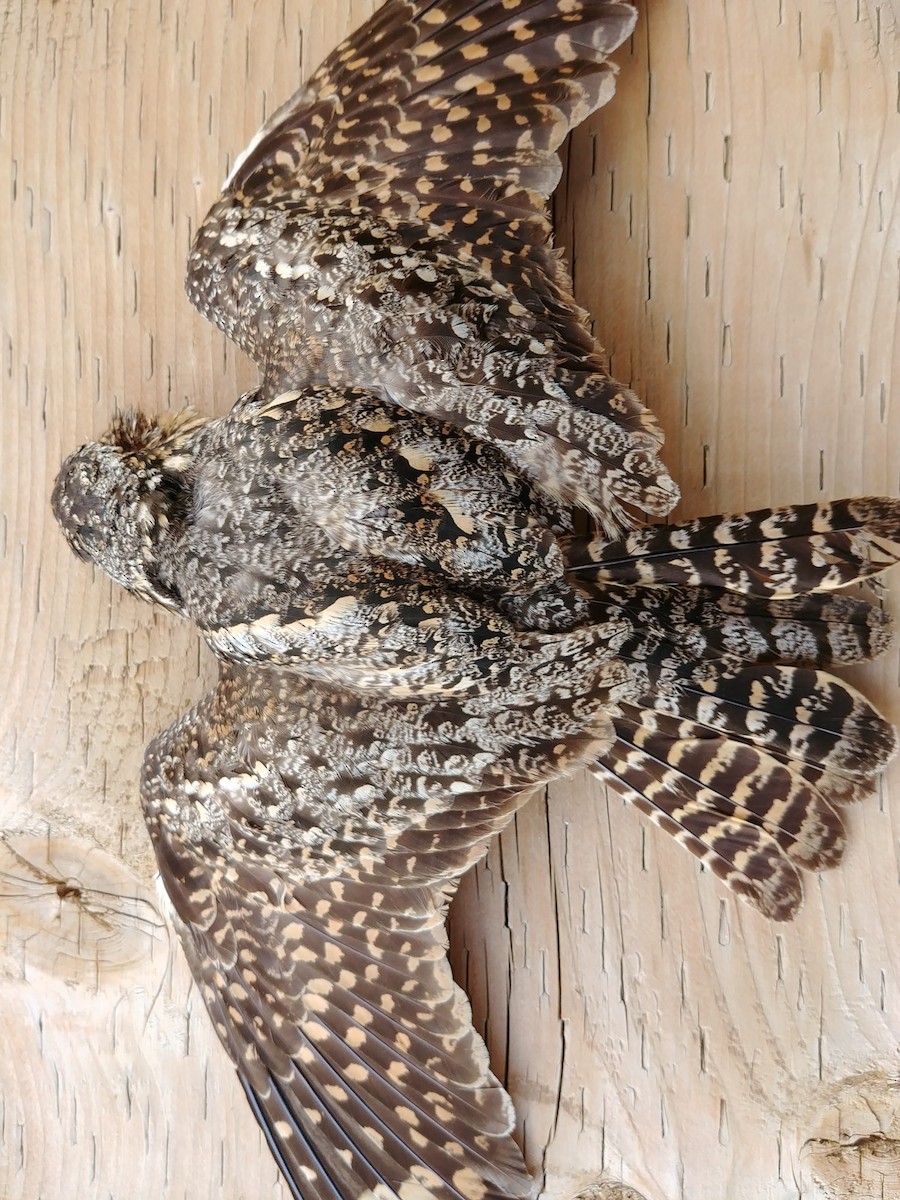 Lesser Nighthawk - Andrew Couturier