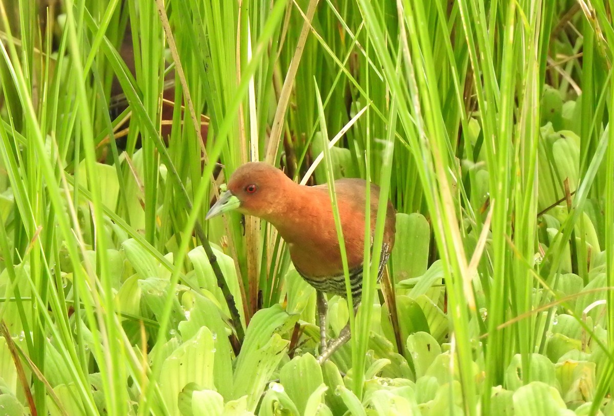 White-throated Crake - ML157272801