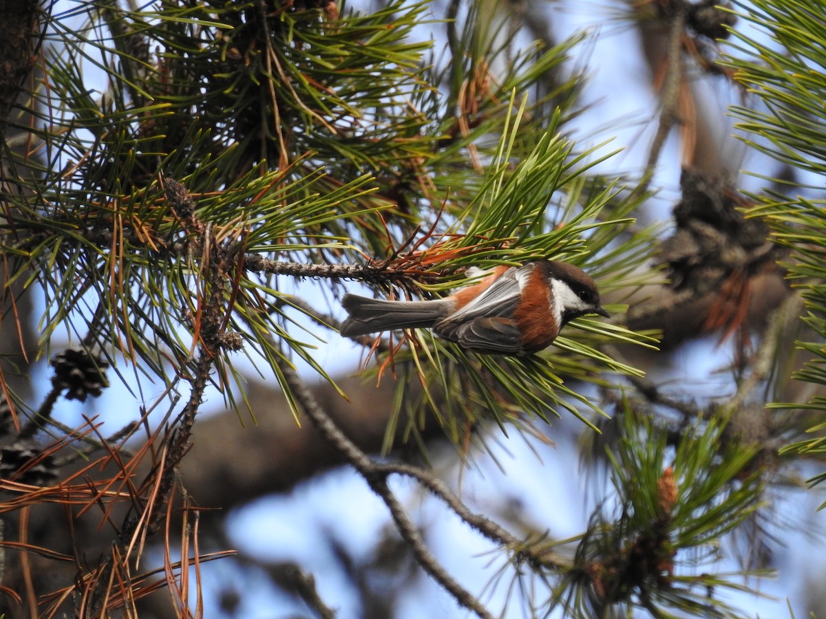 Chestnut-backed Chickadee - ML157275691