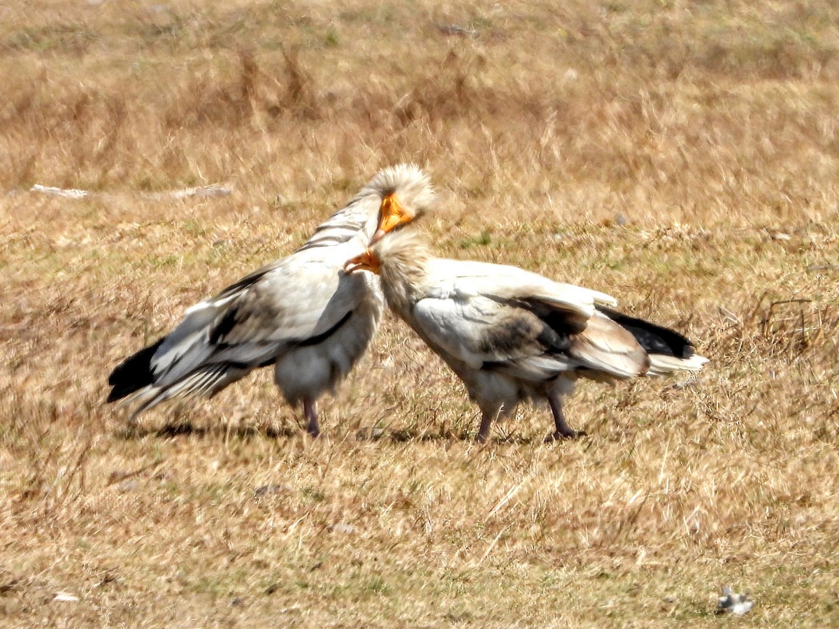 Egyptian Vulture - ML157277601